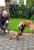 Isha macht sich mit unserem Balu bekannt. Balu ist zu allen Hunden und Welpen sehr liebenswert